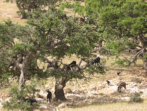 Keçilerin ormanda otlatılmasına karşı mücadele