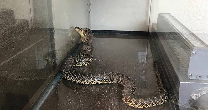 Çamaşır makinesi içinden 2 metrelik yılan çıkartıldı