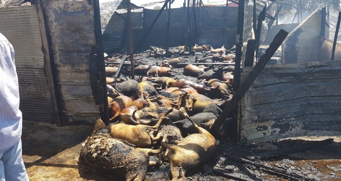 500 küçükbaş hayvan yanarak telef oldu
