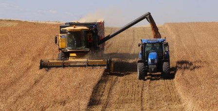 Karapınar'da ilk ürün alımı yapıldı