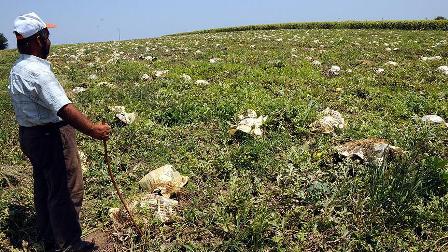 Karpuzları sıcaktan gazeteye sararak koruyorlar