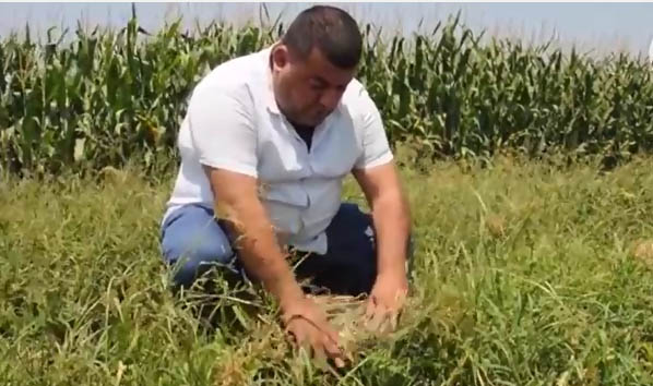 Tarladaki karpuzları gazeteye sararak koruyorlar TIKLA&İZLE