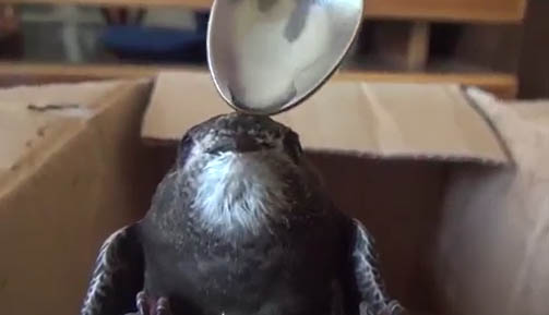 Şarkışla'da ebabil kuşu bulundu TIKLA&İZLE