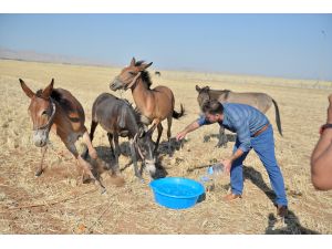 Tarlada susuz bırakılan hayvanlar için para cezası