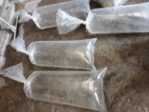 Konya'nın su kaynaklarına 136 bin yavru sazan bırakıldı