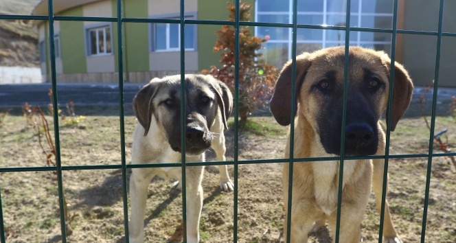 Sokak hayvanları için bir kap su çağrısı