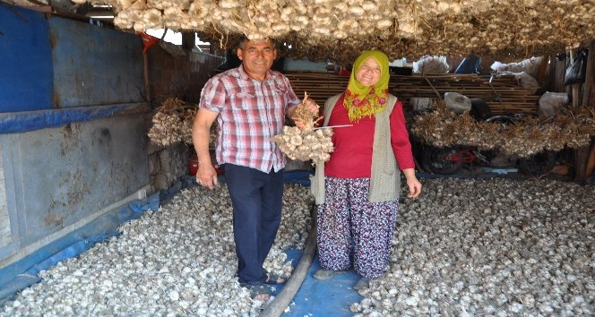 Simav’ın göl arazisinde sarımsak bereketi