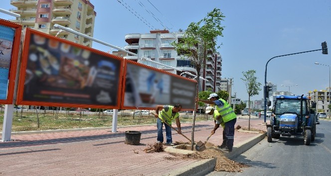 Mersin’de kesilen ağaçların yerine yenileri dikildi