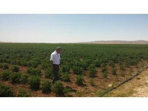 Demonstrasyon bahçesinde üretim başladı