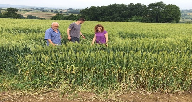 Büyükşehir’in yem bitkisi destekleri ile verimler arttı