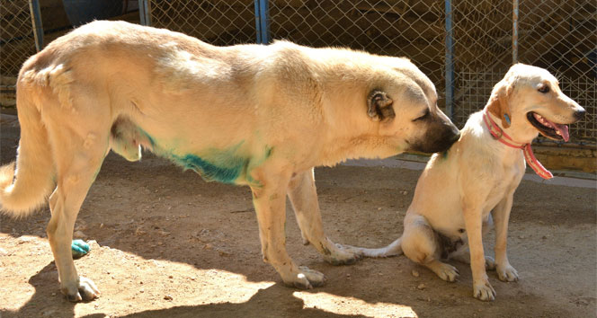 Felçli sokak köpeği hayvan barınağında sağlığına kavuştu