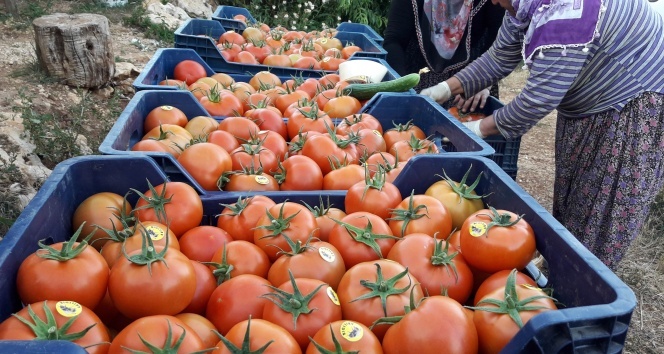 Prof. Dr. Canan Karatay'ın domates açıklamasına tepki