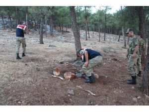 Hatay'da örtü yangını