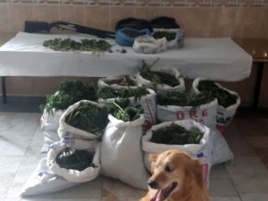 Akşehir’de uyuşturucu operasyonu