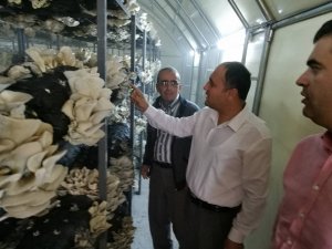 Özaltun, Derebucak'taki mantar tesisini inceledi