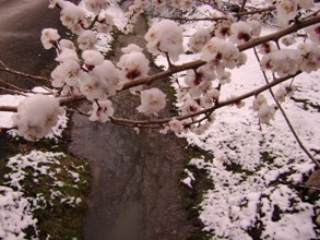 Meyve ağaçları soğuk aldı