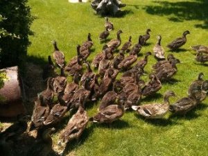 Doğaya yeşilbaş ördek bırakıldı