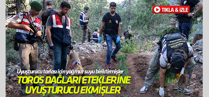 Dağdaki uyuşturucu tarlası için yağmur suyu biriktirmişler TIKLA&İZLE