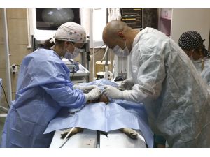 Sokak hayvanları 8 dakikada kısırlaştırılabilecek