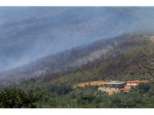İzmir'deki orman yangını