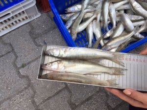 Beyşehir Gölü’nde operasyon