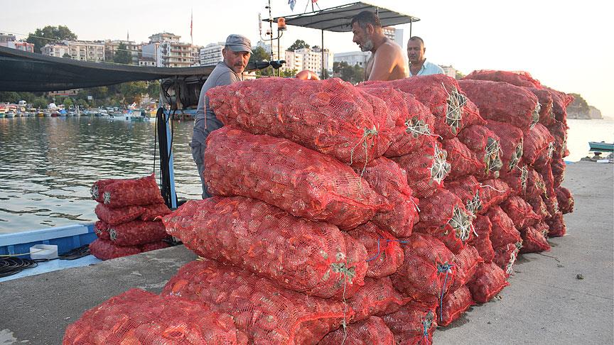Salyangoz Karadenizli balıkçıların gelir kaynağı oldu