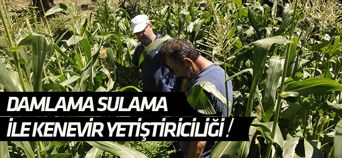 Damla sulama ile kenevir yetiştiriyormuş!