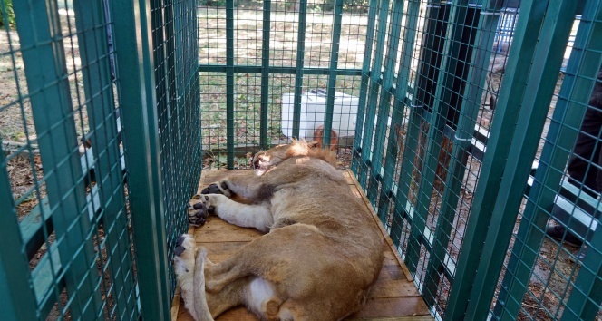Savaş mağduru aslan ikizlere hamile çıktı