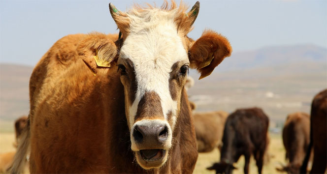 Hindistan’da, inekler için ayrı bir bakanlık kurulacak