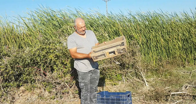 Yasa dışı yakalanan 93 saka kuşu doğaya bırakıldı