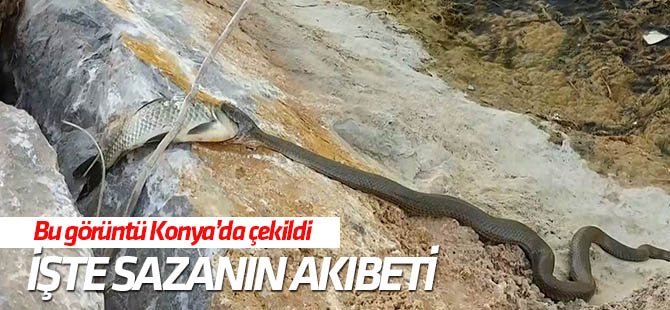 Su Yılanı ile Sazan'ın mücadelesi