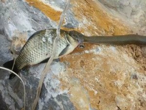 Yılana av olmaktan kurtuldu