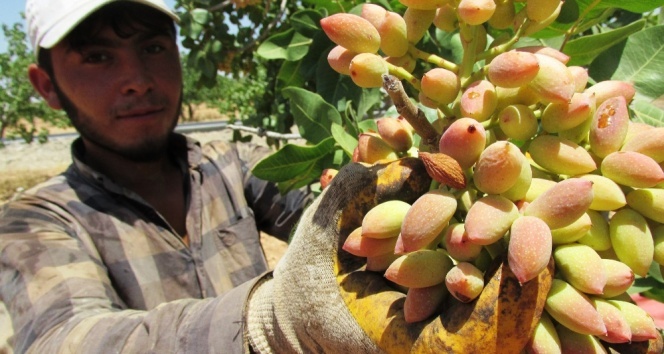 Gaziantep’te fıstık hasadı başladı