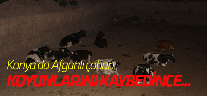 Konya'da Afganlı çoban hayvanlarını kaybedince...