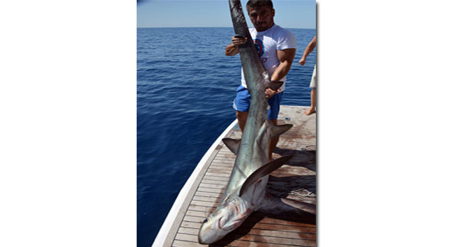 Antalya'da 5 metrelik köpek balığı oltaya takıldı