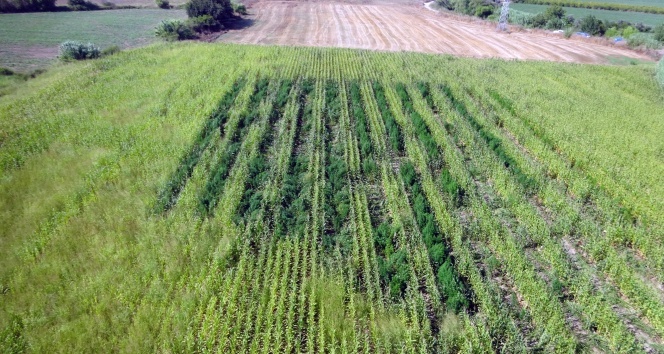 Antalya'da 'drone'lu uyuşturucu operasyonu
