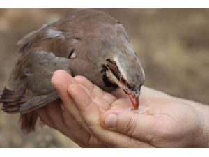 Manisa'da 5 bin 500 keklik doğaya salındı