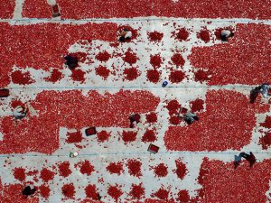 Ege ovaları kırmızıya büründü VİDEO HABER