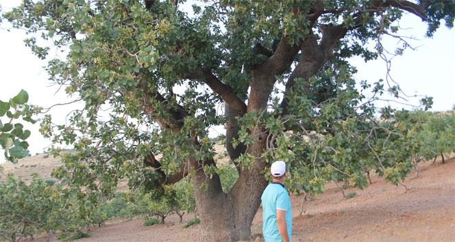 Bin yaşında, iki çeşit ürün veriyor