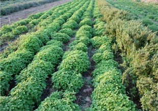 Eczacılar bitkisel ilaçlara karşı uyardı