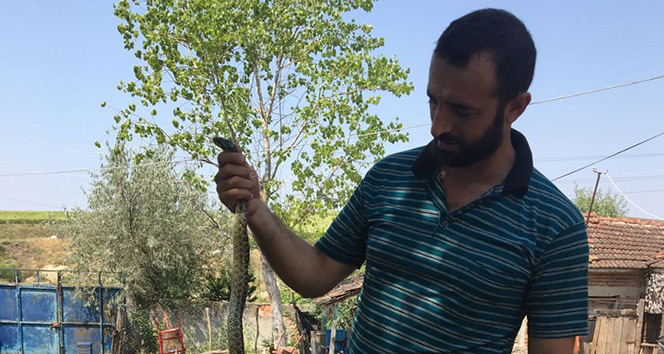 Kendisine saldıran yılanı eliyle yakaladı