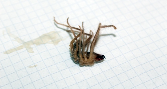 Niğde'de sarıkız örümceği kabusu