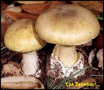 Yağmurlarla birlikte mantarlar çıktı