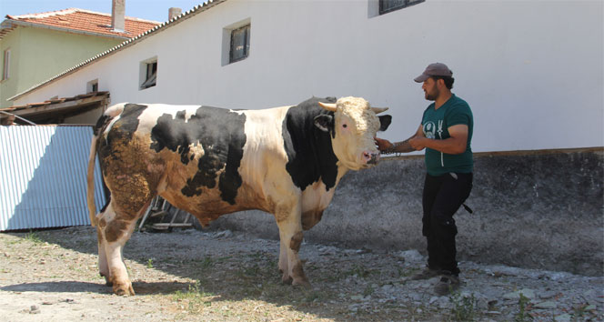 Boğaların Şampiyon'u