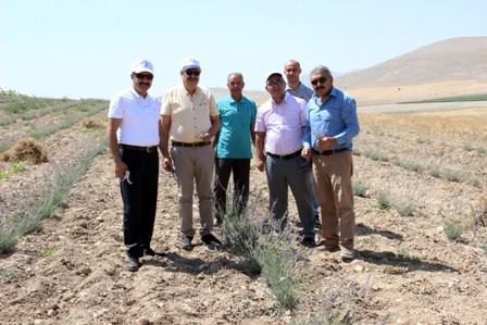 Karaman’da deneme amaçlı ekilen lavanta yüz güldürdü