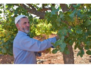 Organik tarımla köye tersine göç sağlandı