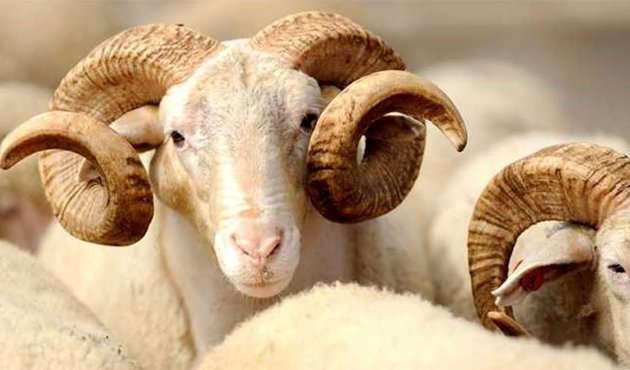 "Kurban alırken spekülatörlere aldanmayın..."