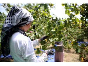 Batı Karadeniz'de fındık hasadı başladı