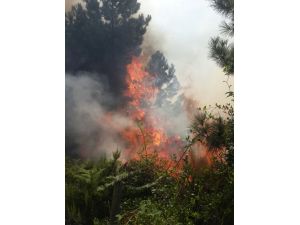 Zonguldak'ta orman yangını