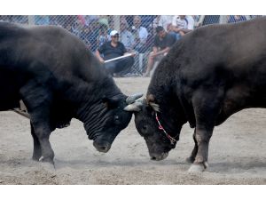 Karagöl Yayla Şenlikleri